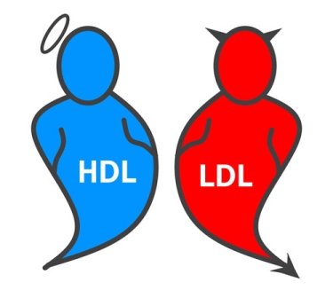 red & blue HDL's